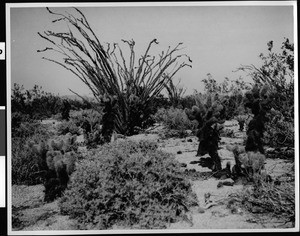 Cacti and Yucca plants in Borego Valley Park, San Diego County, ca.1939