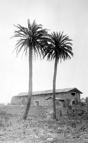 Century old palm trees at the San Fernando Mission