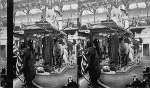 Magic Wonder in Fur Exhibit, Liberal Arts Building, World's Columbian Exposition, Chicago