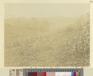 Landscape, Kikuyu, Kenya, ca.1908-1912