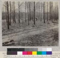 Metcalf looking for Jack pine reproduction in fire-killed Jack pine. Second year after fire. Pratically no reproduction from these young trees. May, 1924. Schaaf. See #3241