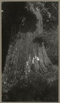 [Alfred Fuhrman and man standing in front of large tree]