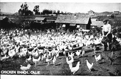 Chicken ranch, California