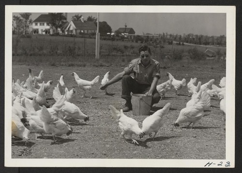Noboru Arimura, an evacuee from the Jerome Relocation Center, feeds the chickens between heavier chores at the Schlosser Farm northwest