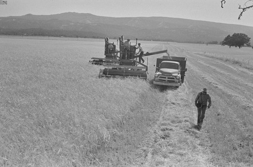 Harvesting grain onto truck, the last grain harvest, Berryessa Valley