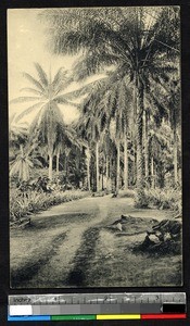 Palm trees, Kangu, Congo, ca.1920-1940