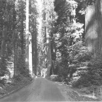 Dirt road in the coast redwoods