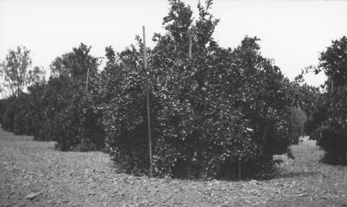 Hillebrecht Ranch orange grove, Orange, California, 1909