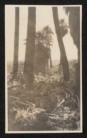 Thousand Palms near Edom, California, no. 4