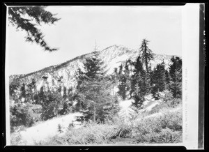 Cluster of pine trees with a single mountain in the background, Big Pines
