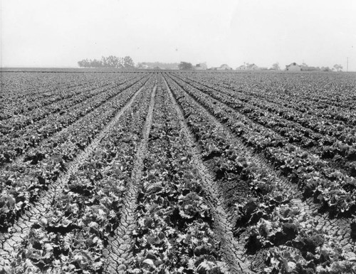 Field of lettuce