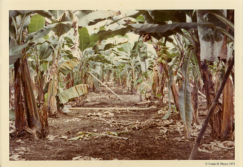 Banana Import Company, Guayaquil, Ecuador, Pierce Photo 33, © 1971 Frank D. Pierce 1971