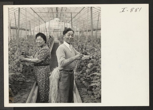 Mr. and Mrs. Seinosuke Nishimura of Seattle inside one of their greenhouses typing tomato plants. Mr. Nishimura had a few