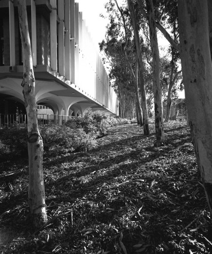 The grounds at Revelle College on the campus of UCSD. December 16, 1970