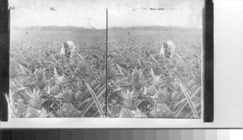 Mexico, among the pineapples, in the hot lands of Mexico
