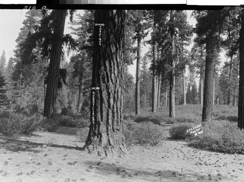 Among the Pines near Susanville. Cal