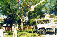 2000 - Tree Trimming
