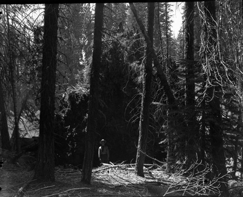 Fallen Giant Sequoia, Root system of Sequoia that fell in Crescent Meadow on 25th of July, 1936