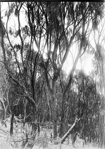 Forest, Tanzania, ca.1893-1920