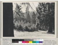 Whitaker's Forest, University of California, October, 1948. View from the north end of swimming pool across the plantation towards the camp clearing. Trees in the foreground are ponderosa pines grown by Los Angeles County Forestry Department and planted by CCC crew in 1936. The tall tree at left center background is a Coulter pine with three young sequoias at the right of it. Old sequoia veteran in the background is above the boys' camp. Photo by Claude Jackson
