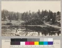Log pond, Spanish Peak Lumber Company, Spanish Ranch near Quincy, California. Douglas fir and White fir decked for late sawing. E. Fritz, July 1929