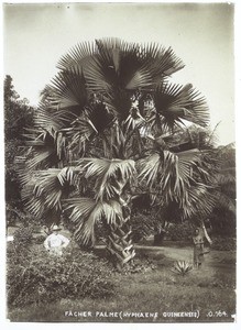 Fan palm (Hyphaene guineensis)
