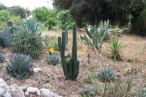 Assortment of cacti and desert plants
