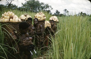 Carrying maize, Bankim, Adamaoua, Cameroon, 1953-1968