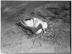 Nesting duck with ostrich eggs at an ostrich farm in Lincoln Park
