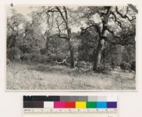 Willow Glen Creek vicinity. Woodland-chaparral grass type. Blue oak, Arctostaphylos viscida and Ceanothus cuneatus. Yuba County
