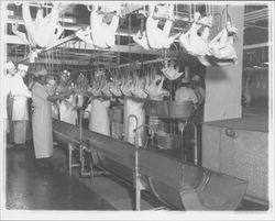 Workers and chicken carcasses at the California Poultry, Incorporated, Fulton, California, 1958