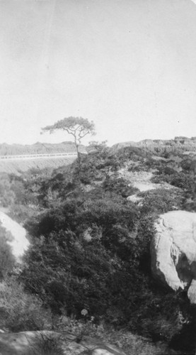 Landscape image of a lone Torrey Pine tree located at Torrey Pines, which was a city public park at this time. Circa 1919