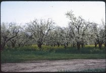 Prune orchard in bloom