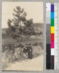 A 12-year old Coulter Pine, Pinus coulteri, in the plantation at Orange County. This gives an idea of the shallow and sterile character of the soil and shows something of root development. On this north and east exposure the trees have done fairly well. Across on the other side they are dying from drought. 1939. Metcalf
