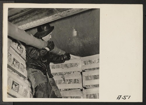 Icing cauliflower in refrigerator car for shipment to eastern markets, prior to evacuation of persons of Japanese ancestry from this farming section. Evacuees will be housed in War Relocation Authority centers for the duration. Photographer: Lange, Dorothea Centerville, California