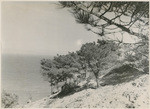 [View of trees on hillside of unidentified Channel Island]