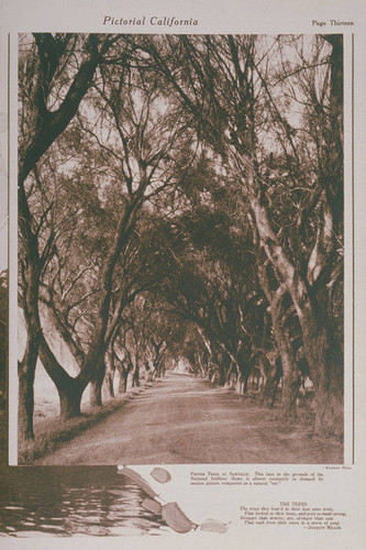 Pepper Trees appearing in an article for "Pictorial California Magazine."