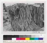 Trunk bark of Tamarix articulata more than 30 inches diameter at breast height cut down at Bard Station, USDA, near Yuma. Metcalf. Dec 1952