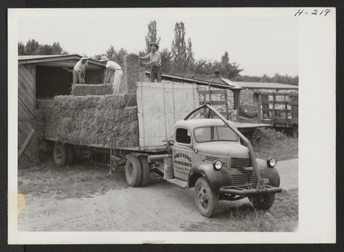 Scene at the Greening Nursery, Monroe, Michigan, where about 20 young relocatees from the various relocation centers are employed in farm and nursery work. Here three of the boys are seen unloading hay into the company's big barn. Photographer: Mace, Charles E. Monroe, Michigan