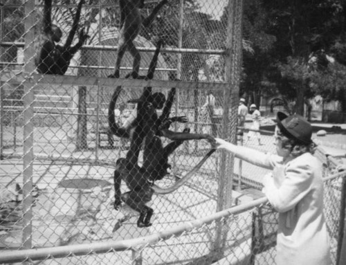 San Diego Zoo monkeys