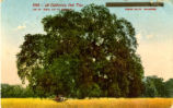 A California Oak Tree
