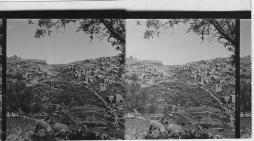 Village of Siloam and Hedron Village, Palestine