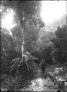 African gardener, Lemana, Limpopo, South Africa, ca. 1906-1907