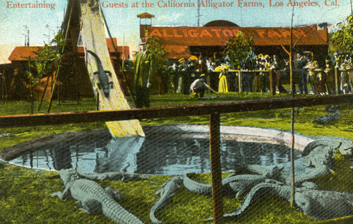 California Alligator Farm, a postcard