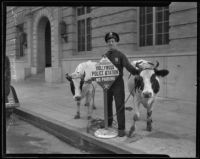 Jailer John L. Uhlik leading two cows to the Hollywood Police Station, Los Angeles, 1935