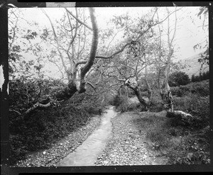 San Luis Obispo Creek running through a forest, ca.1905