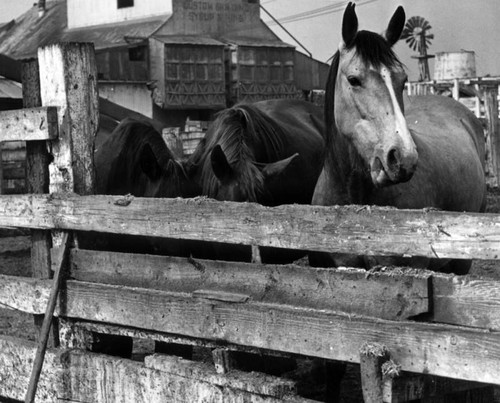 Horses at slaughter-house