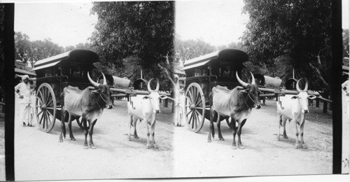 Oxen team hitched to covered wagon, India