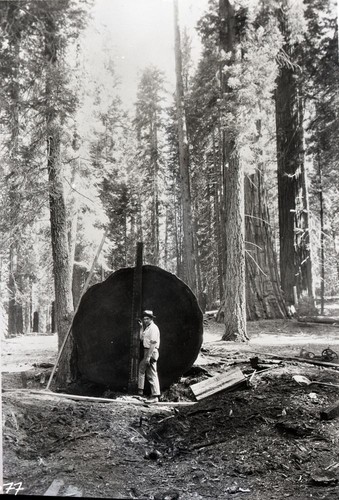 Giant Sequoia Sections, Cutting section. Individuals unidentified