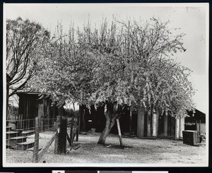 Almond tree in blossom at an unidentified location